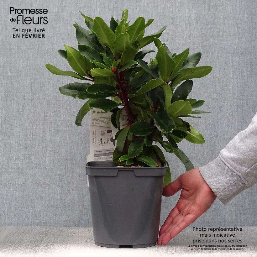 Rhododendron Lem's Monarch - Grand Rhododendron Pot de 7.5L/10L sample as delivered in autumn