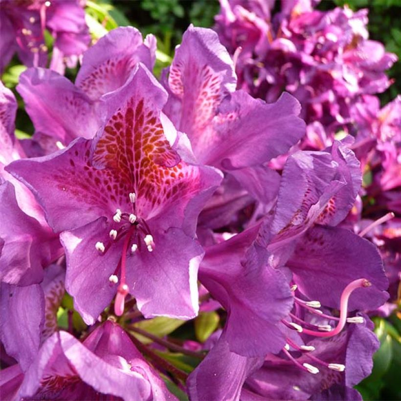 Rhododendron Monsieur Marcel Ménard (Flowering)