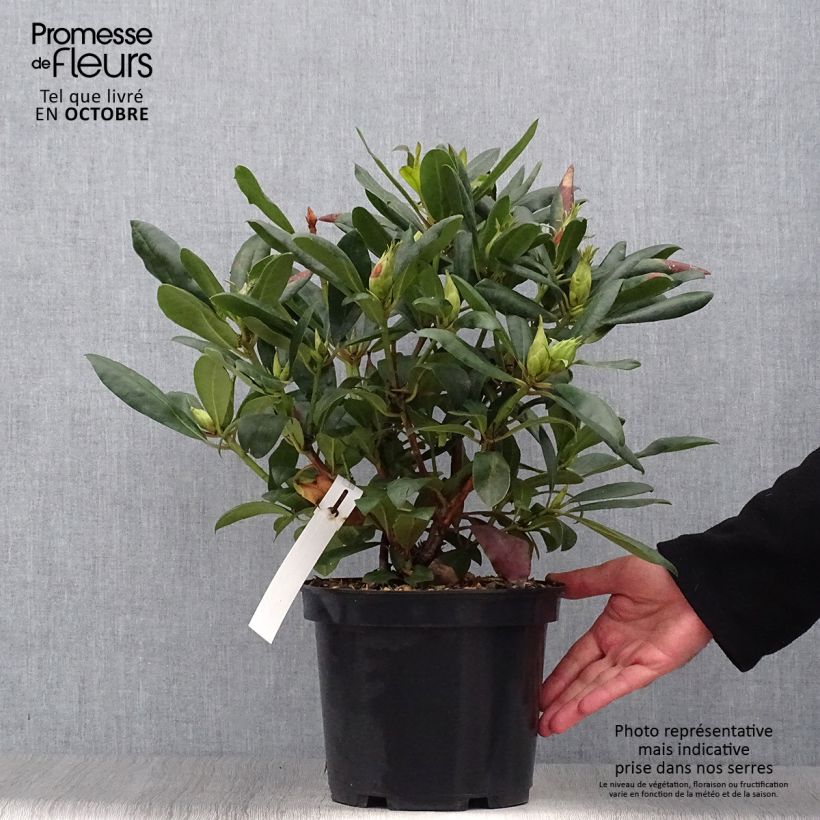 Rhododendron Marcel Ménard  Pot de 4L/5L sample as delivered in autumn