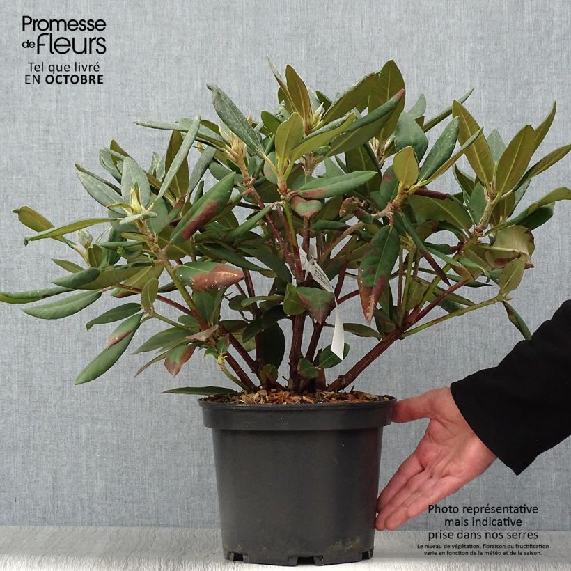 Rhododendron Melville - Grand Rhododendron Pot de 4L/5L sample as delivered in autumn