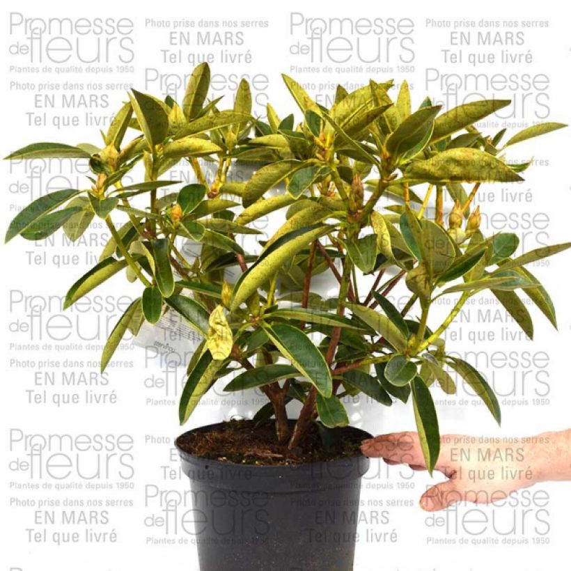 Example of Rhododendron Olga - Grand Rhododendron Pot de 4L/5L specimen as delivered