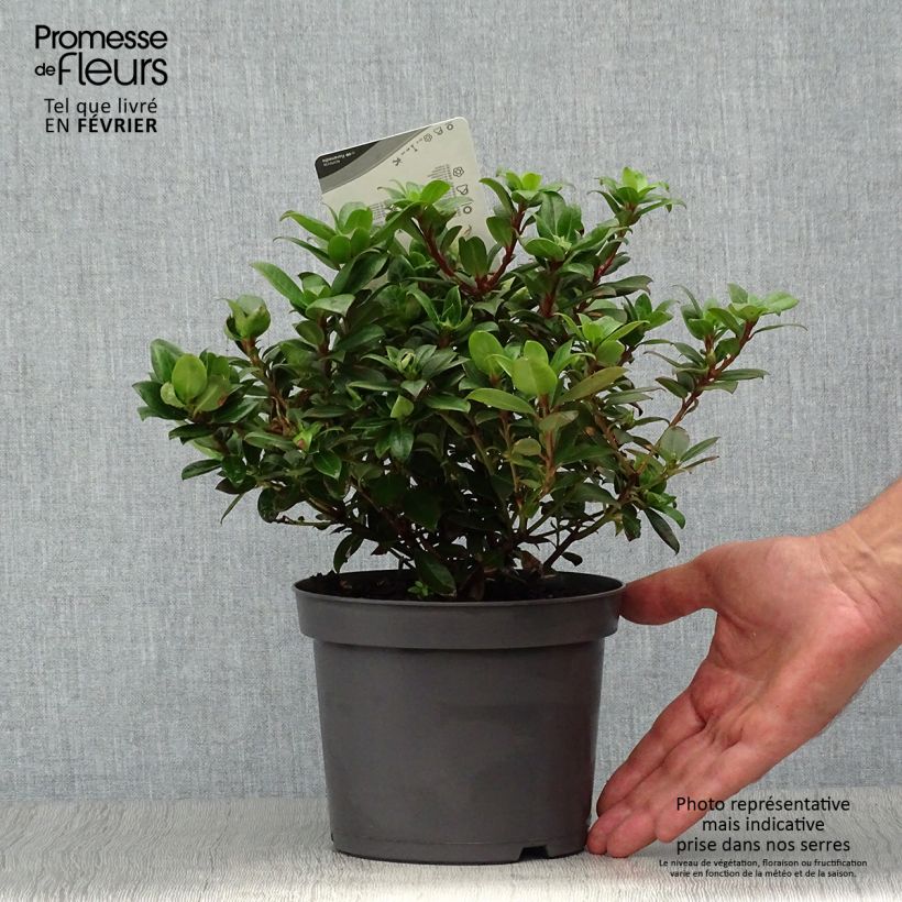 Rhododendron Princess Anne - Rhododendron nain Pot de 2L sample as delivered in autumn