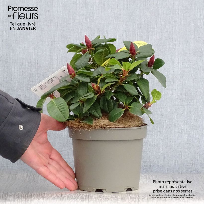 Rhododendron Scarlet Wonder - Rhododendron nain. Pot de 2L/3L sample as delivered in winter