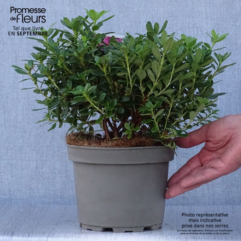 Rhododendron Snipe Pot de 2L/3L sample as delivered in autumn