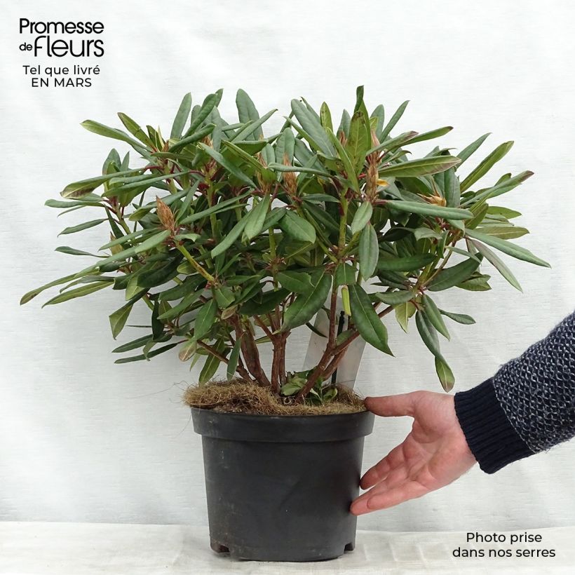 Rhododendron Tortoiseshell Orange Pot de 4L/5L sample as delivered in winter