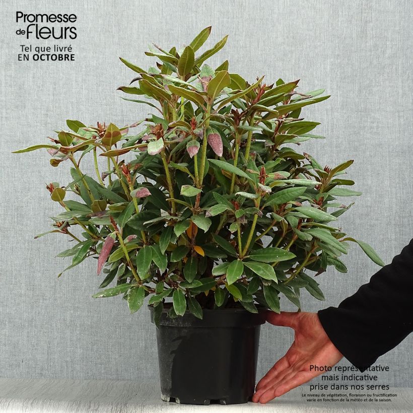 Rhododendron Winsome - Rhododendron nain Pot de 3L/4L sample as delivered in autumn