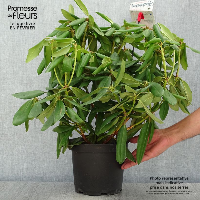 Rhododendron catawbiense Boursault Pot de 4L/5L sample as delivered in autumn