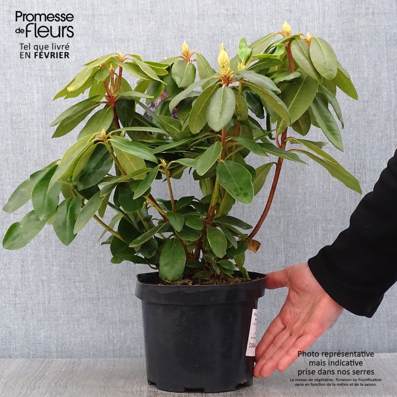 Rhododendron catawbiense Boursault Pot de 4L/5L sample as delivered in winter