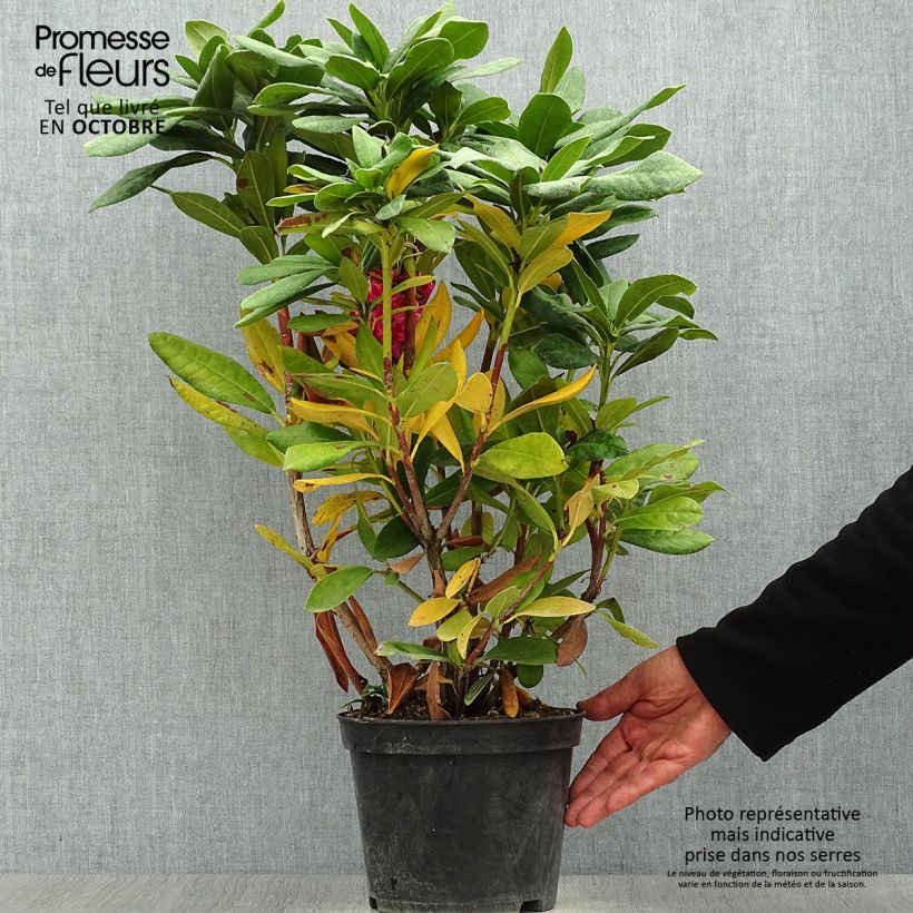 Rhododendron hybride Cosmopolitan en pot de 4L/5L sample as delivered in autumn