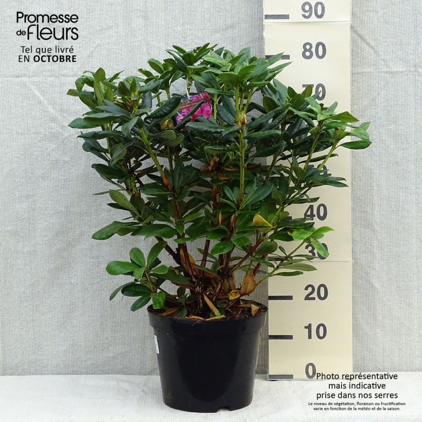 Rhododendron hybride Cosmopolitan en pot de 7,5L/10L sample as delivered in autumn