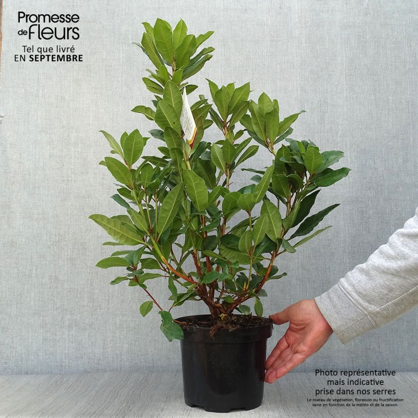 Rhododendron hybride Lord Roberts Pot de 4L/5L sample as delivered in autumn