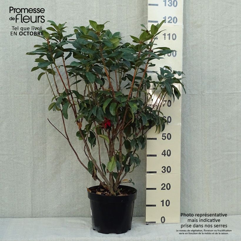 Rhododendron hybride Moser's Maroon en pot de 7,5L/10L sample as delivered in autumn