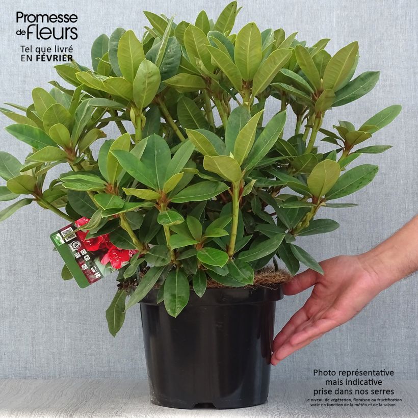 Rhododendron hybride Red Jack Pot de 4L/5L sample as delivered in autumn