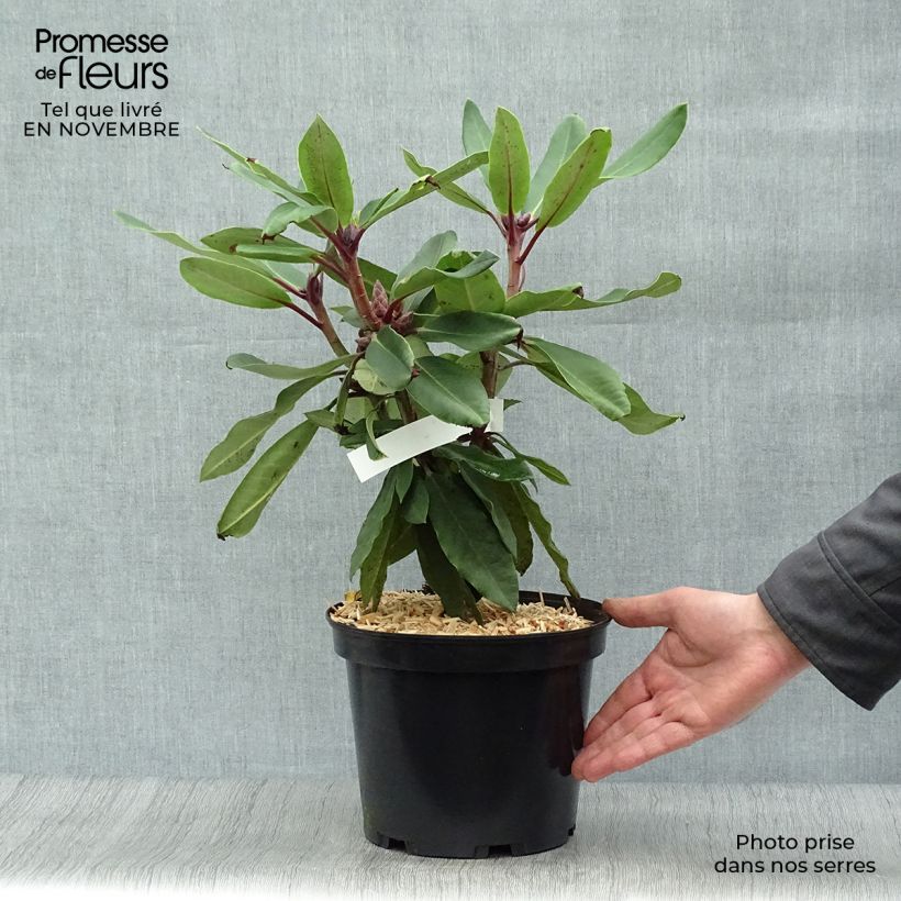 Rhododendron loderi King George Pot de 4L/5L sample as delivered in autumn