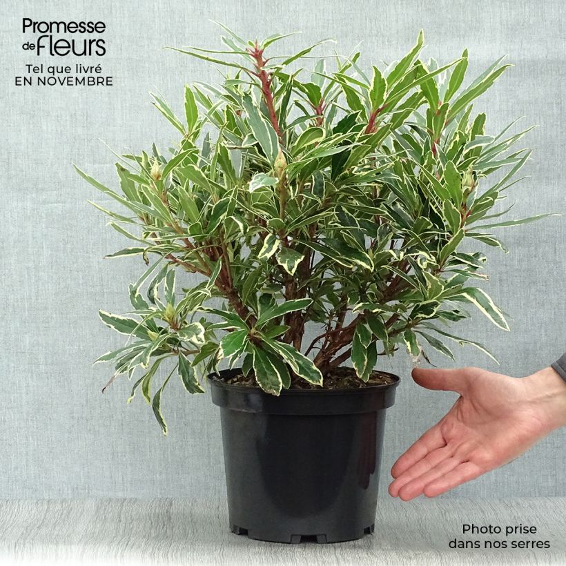 Rhododendron ponticum Variegatum - Grand Rhododendron Pot de 4L/5L sample as delivered in autumn