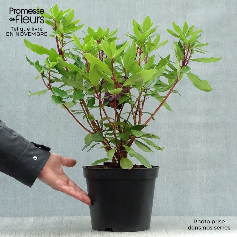 Rhododendron ponticum en pot de 3L/4L- Rhododendron pontique sample as delivered in autumn