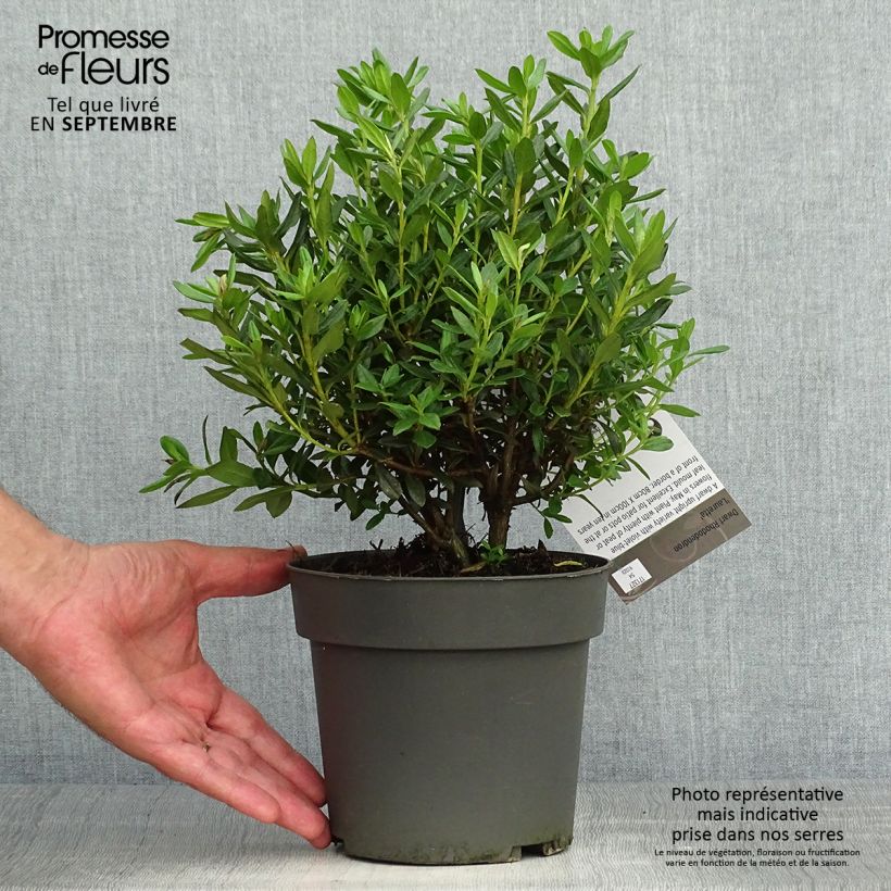 Rhododendron russatum Lauretta - Rhododendron nain - Pot de 2L/3L sample as delivered in autumn