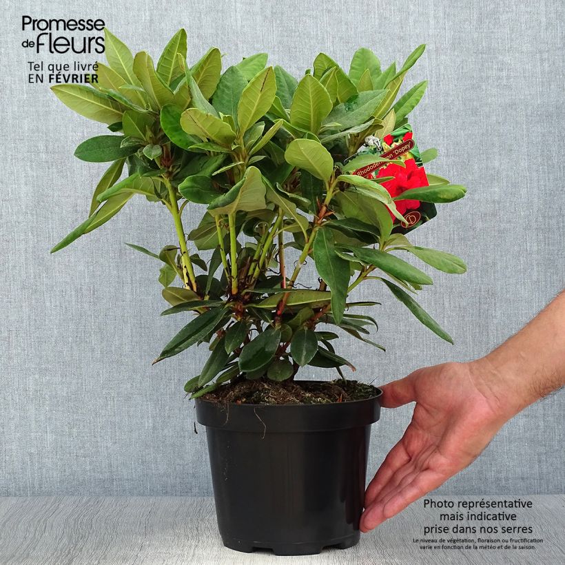 Rhododendron yakushimanum Dopey Pot de 2L/3L sample as delivered in autumn