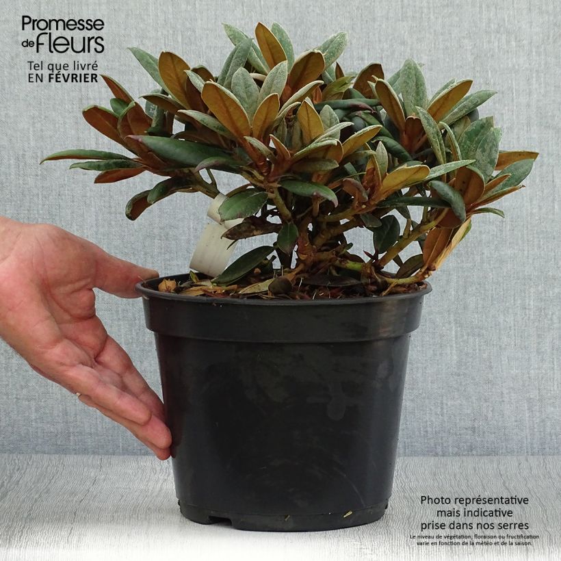 Rhododendron yakushimanum Grumpy - Rhododendron nain Pot de 3L/4L sample as delivered in autumn