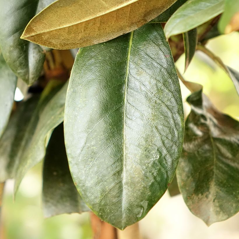 Rhododendron Morgenrot (Foliage)