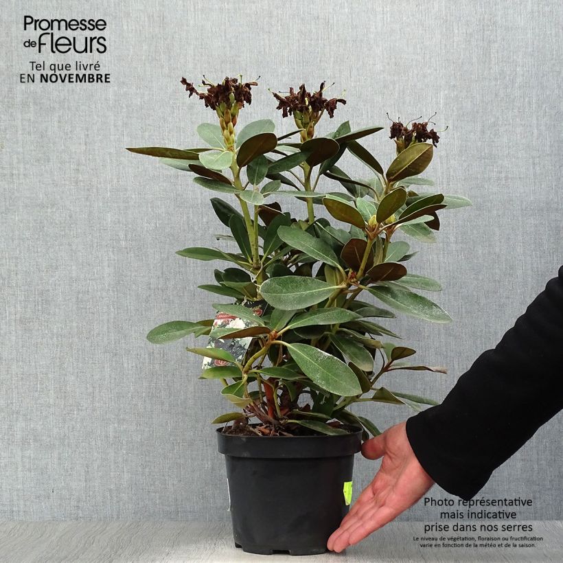 Rhododendron yakushimanum Silberwolke - Rhododendron nain Pot de 3L/4L sample as delivered in autumn