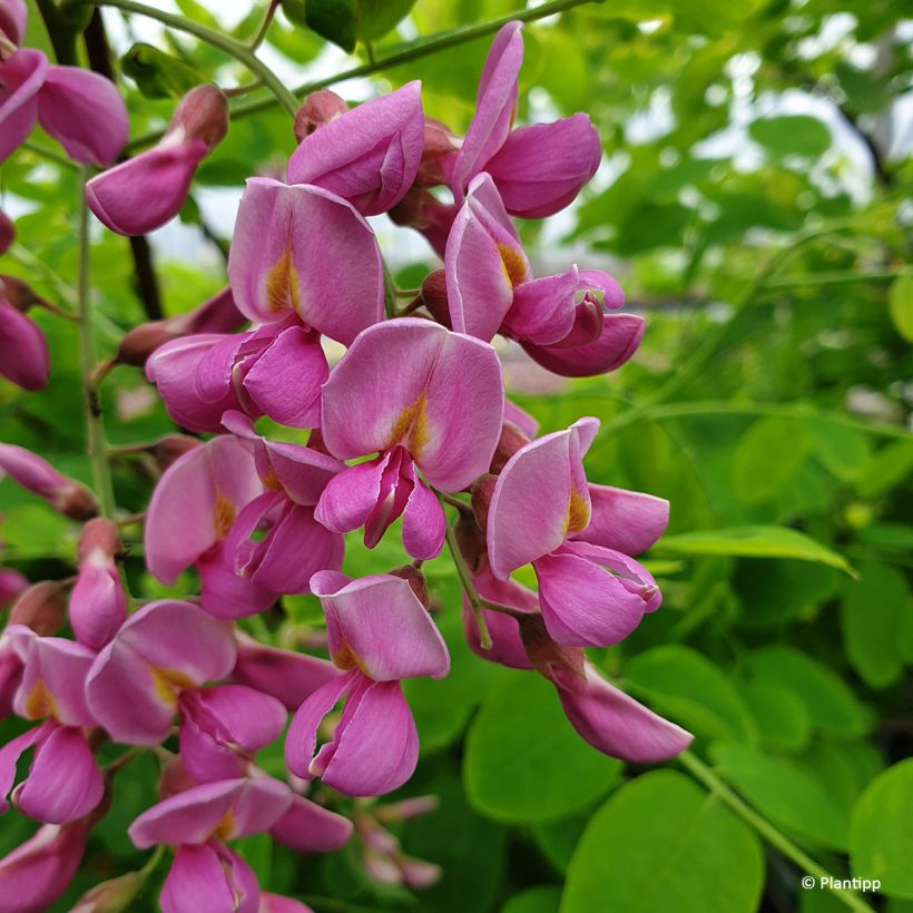 Robinia margaretta Georgia da Torino - Pink Locust (Flowering)