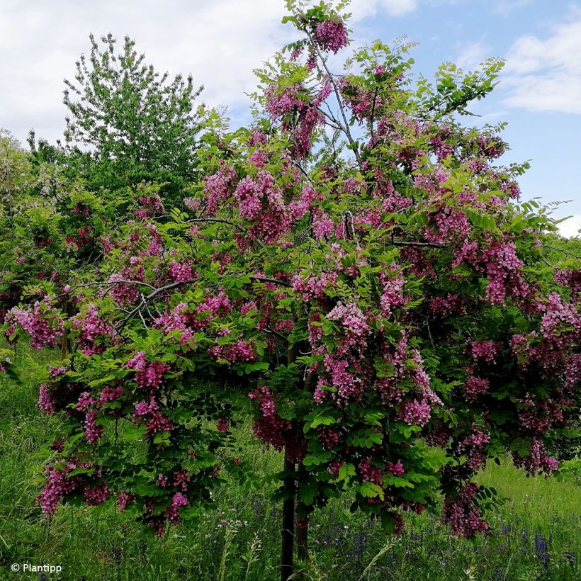 Robinia margaretta Georgia da Torino - Pink Locust (Plant habit)