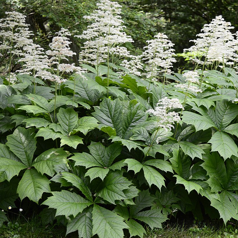 Rodgersia La Blanche (Plant habit)