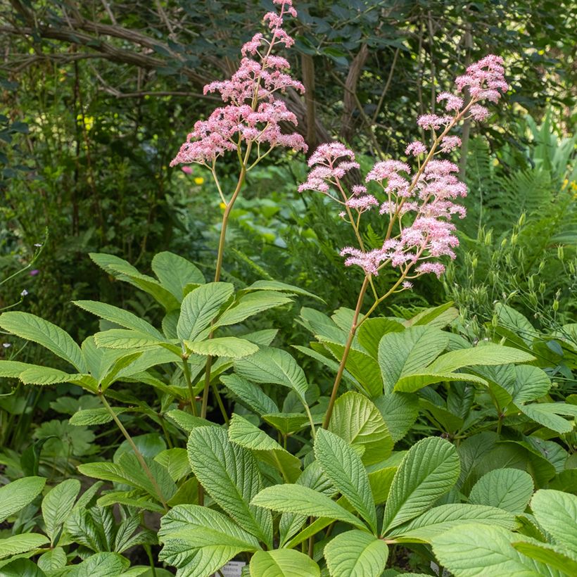 Rodgersia pinnata (Plant habit)