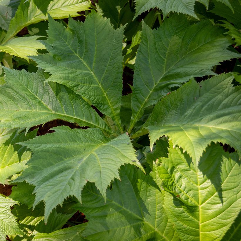 Rodgersia sambucifolia (Foliage)