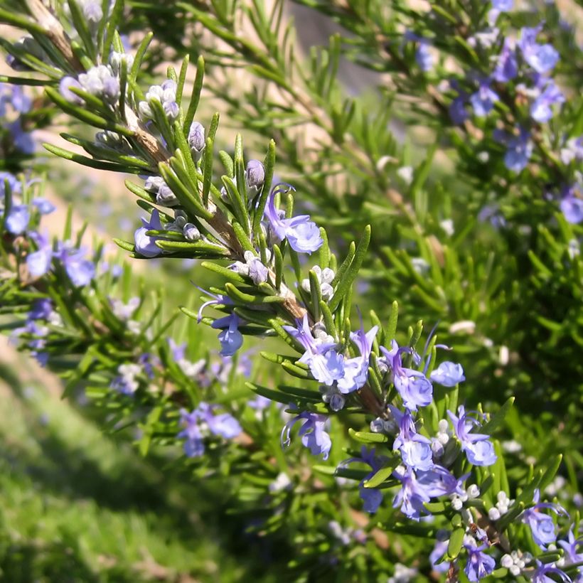 Rosmarinus officinalis organic seeds - Rosemary (Flowering)