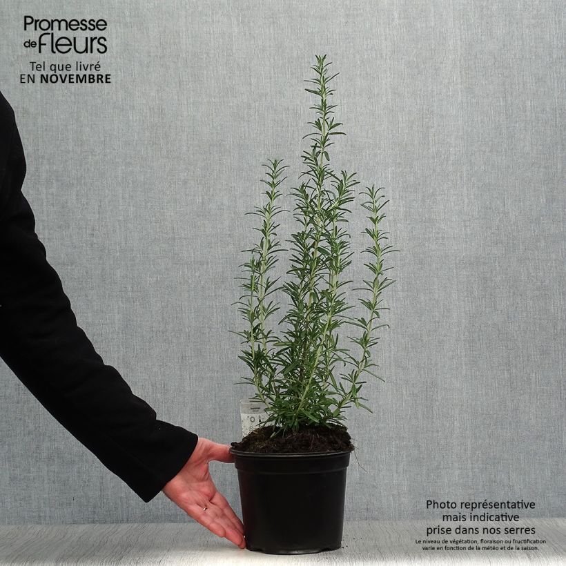 Romarin officinal - Rosmarinus officinalis en pot de 2L/3L sample as delivered in autumn