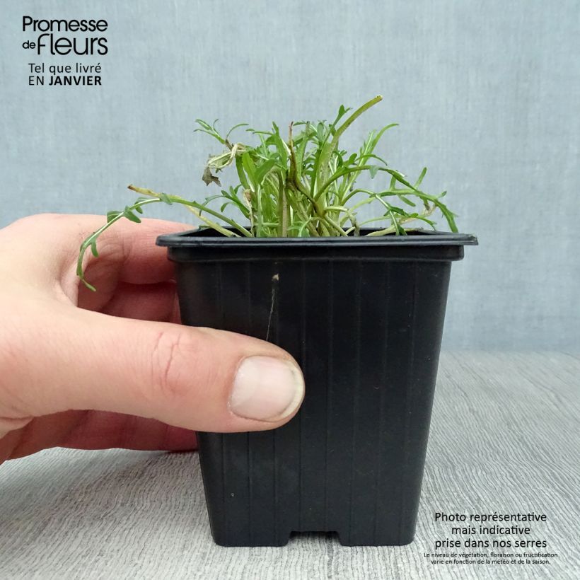 Roquette sauvage BIO - Diplotaxis erucoides Godet de 8 cm sample as delivered in winter