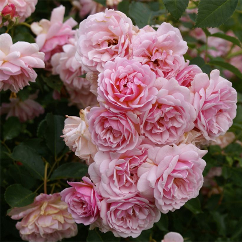 Rosa moschata Felicia - Musk Rose (Flowering)