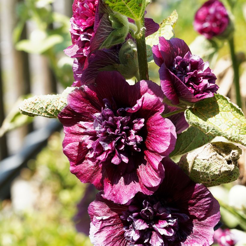 Alcea rosea Chaters Double Violet - Hollyhock (Flowering)