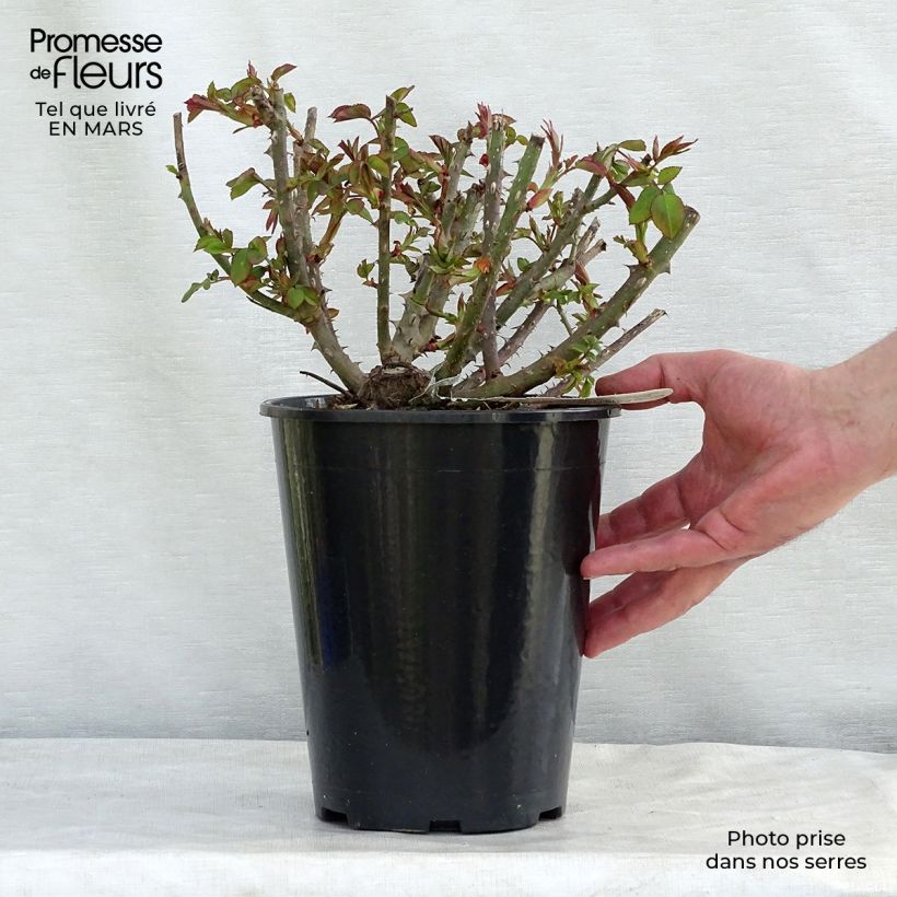 Rosier David Austin Benjamin Britten en pot de 4L sample as delivered in winter