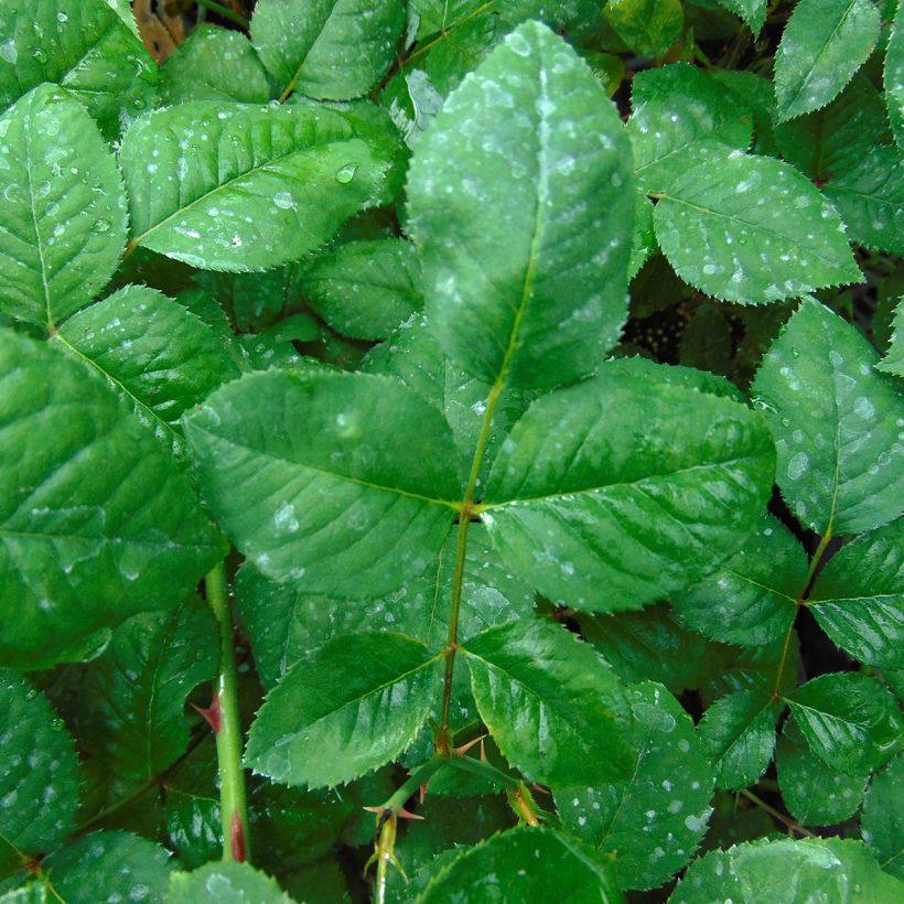 Rosa Generosa Elodie Gossuin (Foliage)