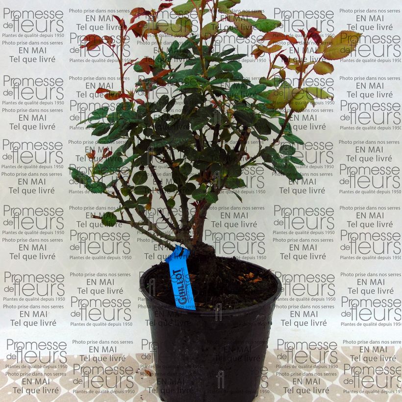 Example of Rosa Generosa Elodie Gossuin specimen as delivered