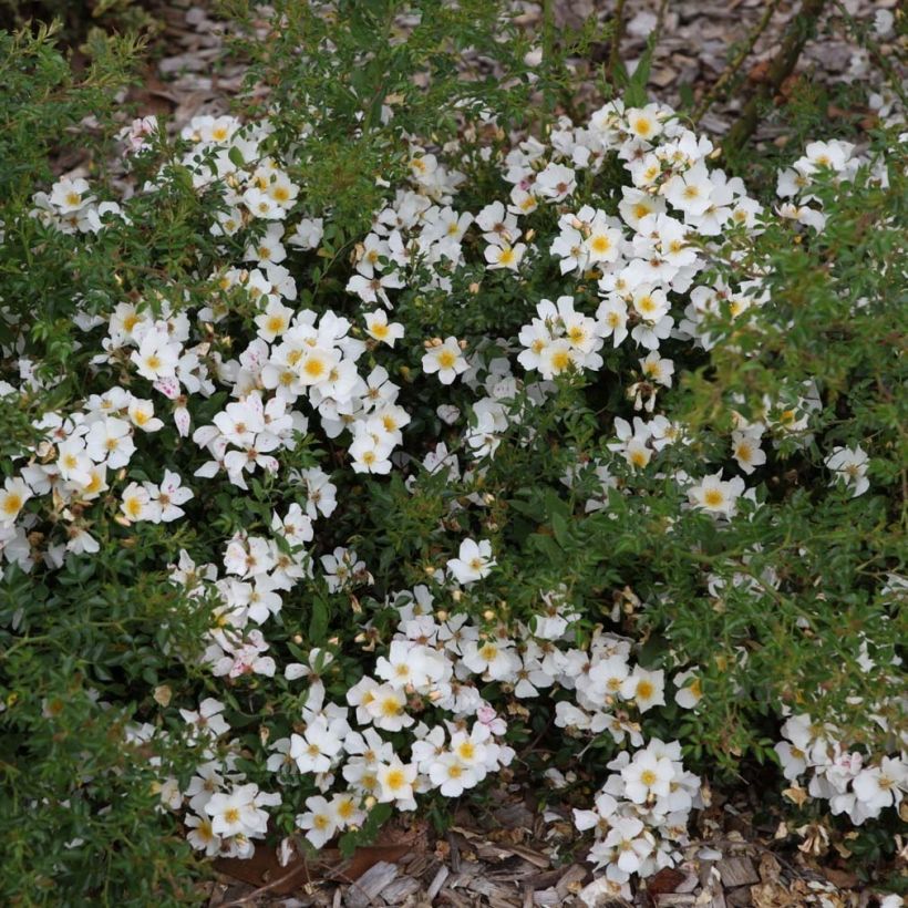 Rosa x polyantha Sans Contraintes 'Rose du Soleil' - Ground Cover Rose (Plant habit)