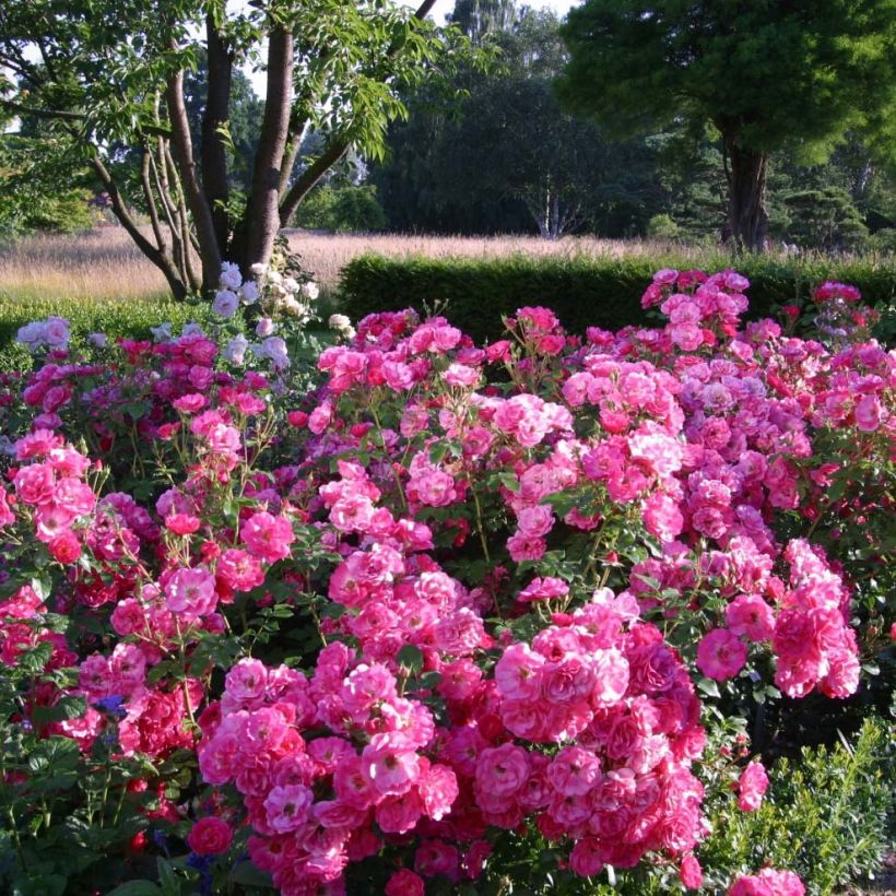 Rosa x floribunda Urban Streetlight Rekord Pink Emely - Floribunda Rose (Plant habit)