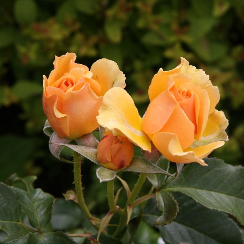 Rosa Amber Queen - Floribunda Rose (Flowering)