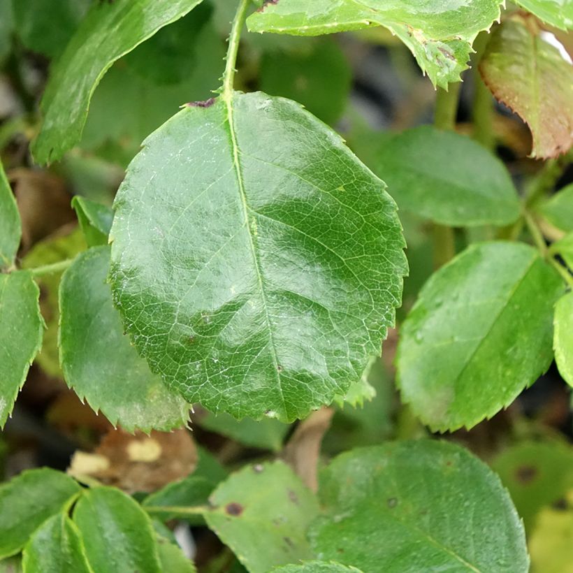 Rosa floribunda Bordeaux (Foliage)