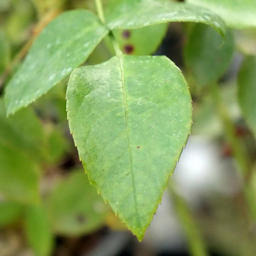 Rosa x floribunda 'Garance' - Shrub Rose (Foliage)