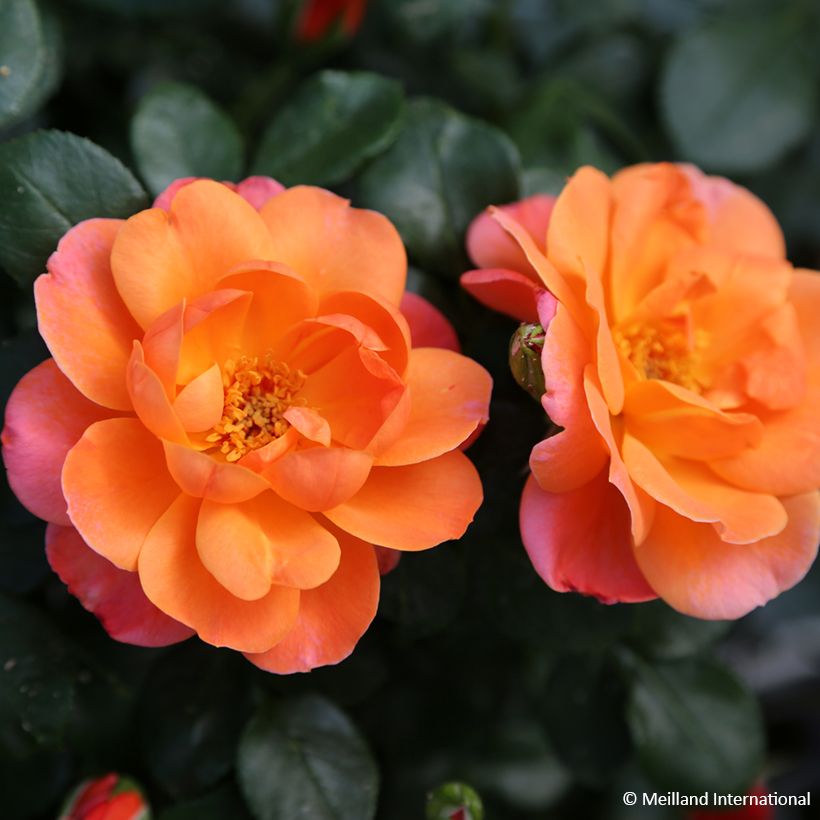 Rosa Sugar Candy Rose - Floribunda Rose (Flowering)