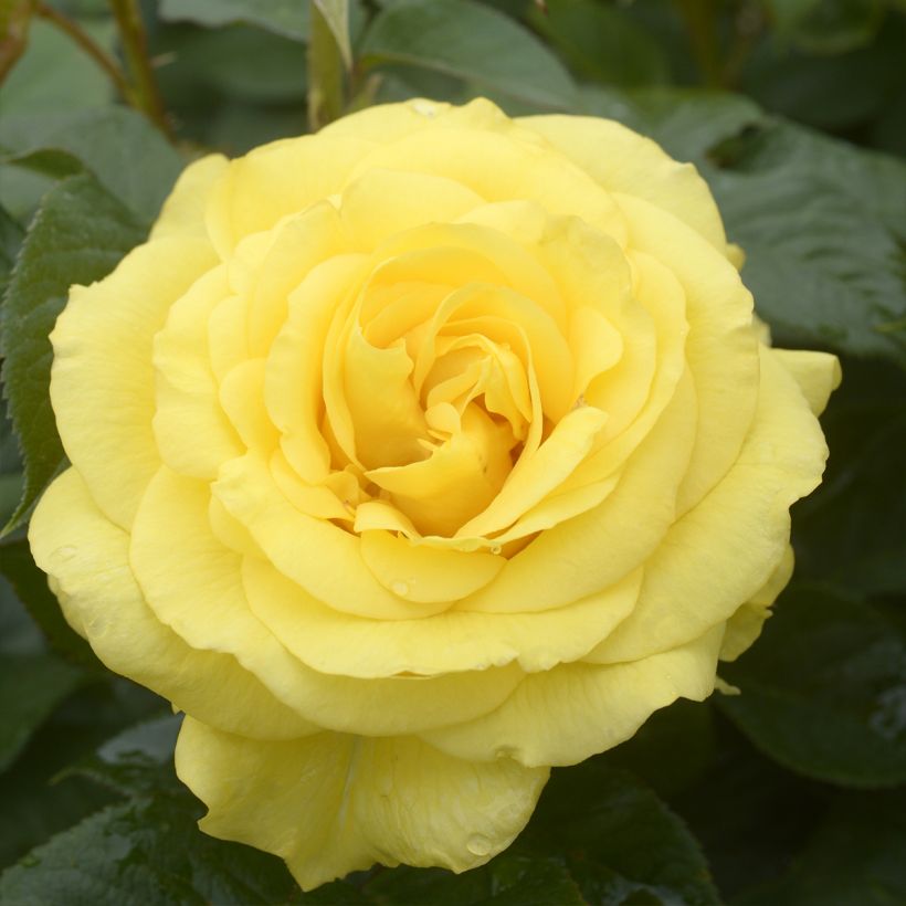 Rosa Goldfinger (Flowering)