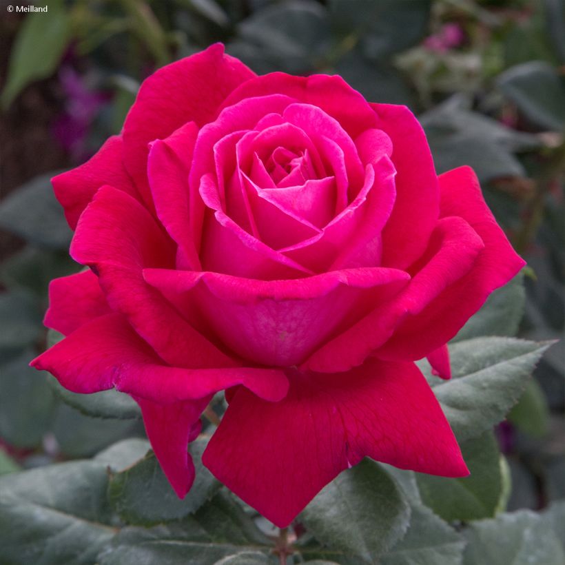 Rosa Elégance Française (Flowering)