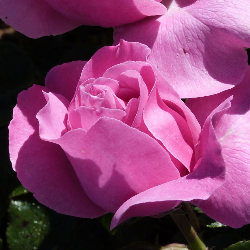 Rosa Womanity (Flowering)