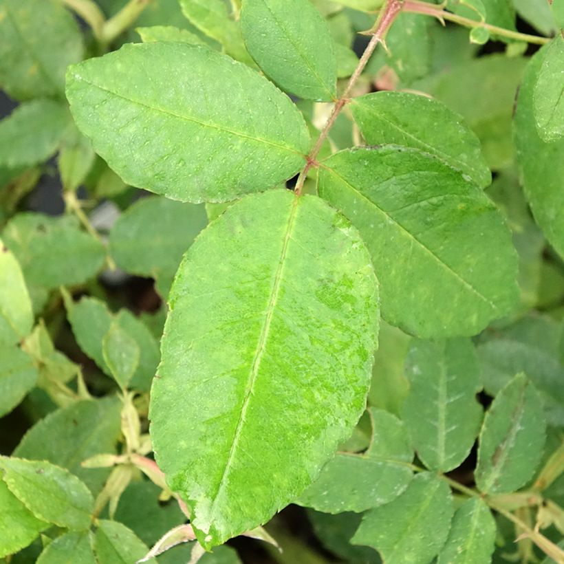 Rosa gallica Gros Provins Panaché BIO (Foliage)