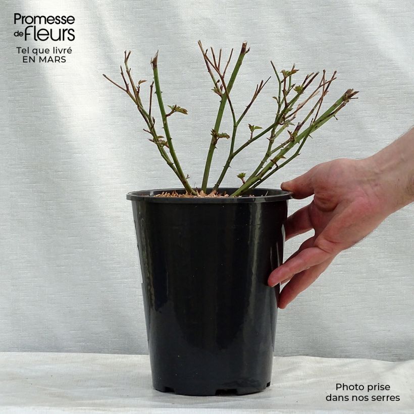 Rosier ancien Little White Pet en pot de 4L sample as delivered in winter