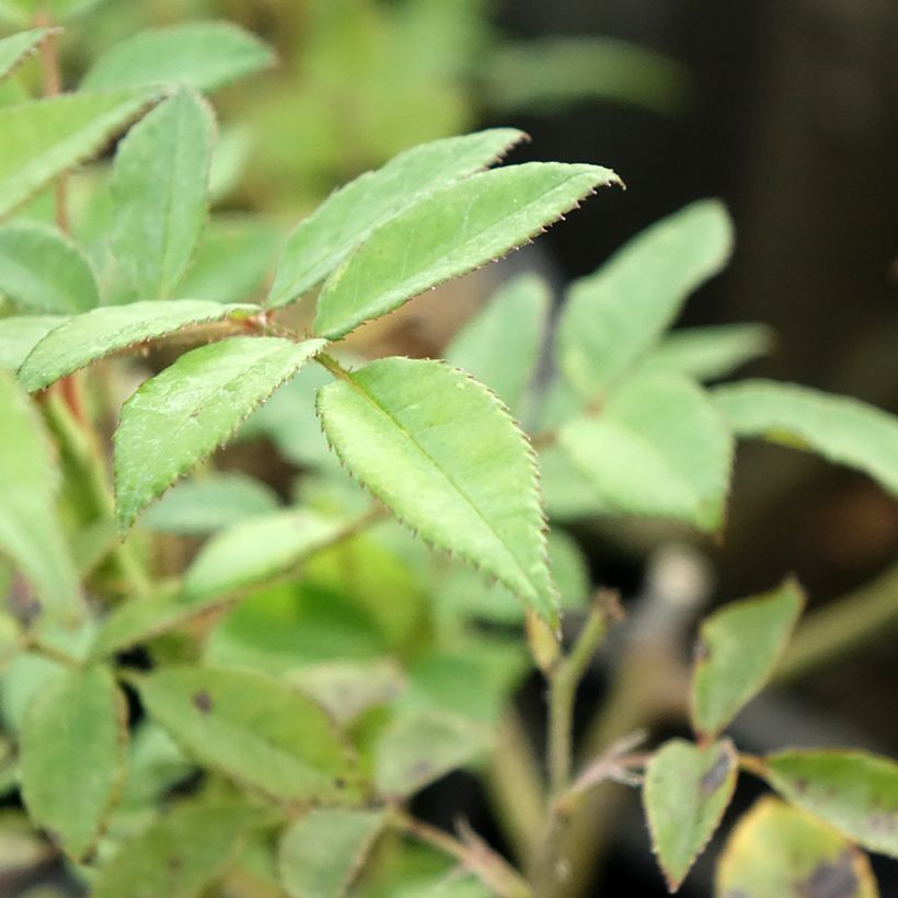 Rosa floribunda Allevia (Foliage)